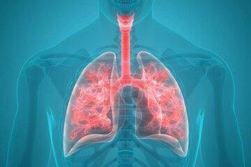Le système pulmonaire