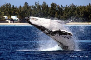 Baleine à bosse