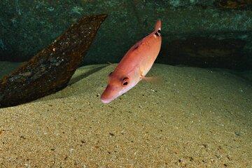 poisson