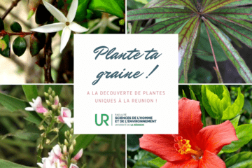 composite de plantes