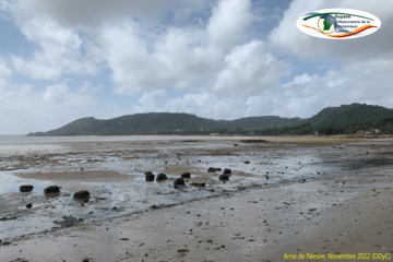 Anse de Rémire, Novembre 2022