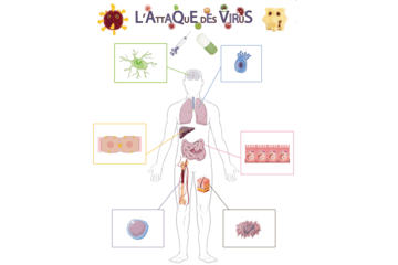 L'attaque des virus, cellules d'un organisme pouvant être infectés par des virus