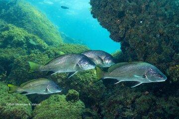 Corbs nageant dans l'aire marine protégée de Miramare (Italie)
