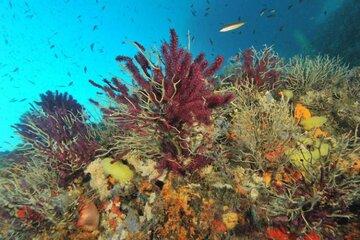 Les gorgones rouges affectées par le réchauffement des eaux Les gorgones rouges affectées par le réchauffement des eaux