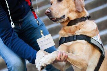 Une personne penchée tient debout un labrador chien guide, une main est sur le dos du chien et l'autre supporte ses pattes avant.