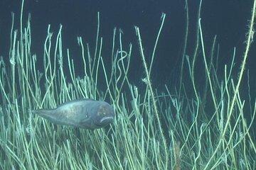 Poisson évoluant dans un buisson de vers siboglinidés