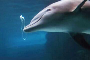 Dauphin jouant avec une bulle en forme d'anneau