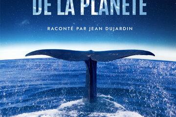 Une queue de baleine sort de l'eau 