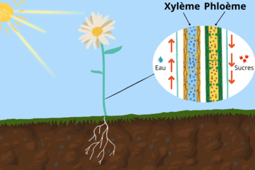 image d'une fleur avec illustration de la sève montante et de la sève descendante