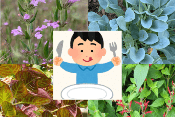 Quatre images de plantes et un testeur affamé au milieu