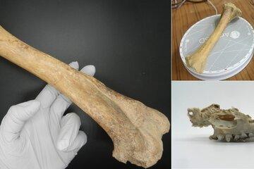 photos d'archéologie
