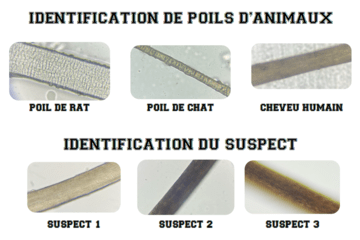 image de plusieurs types de poils et de cheveux observés au microscope