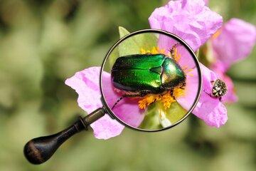 Cétoine dorée à la loupe