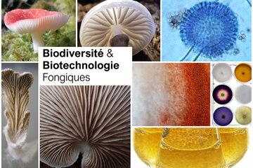 Le monde des champignons
