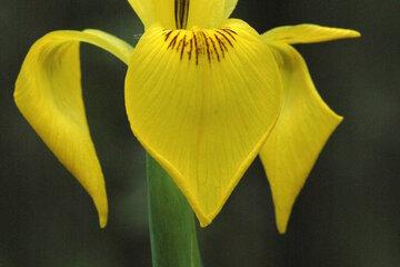 iris pseudacorus_21-05-08_015.jpg