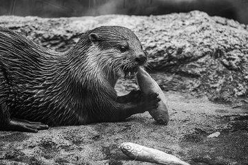 La loutre commune ou loutre d’Europe (Lutra lutra), seule espèce vivant en France, est un petit mammifère carnivore semi-aquatique d’eau douce appartenant à la famille des Mustélidés. Essentiellement nocturne, il n‘est pas aisé de l’observer, d’autant plus que sa population autour des cours d’eau n’a été qu’en diminuant tout au long du XXe siècle. Longtemps considérée comme nuisible et indésirable, la loutre a fait l’objet d’une chasse intensive qui a conduit à sa quasi-disparition de l’Hexagone. Aujourd’hu