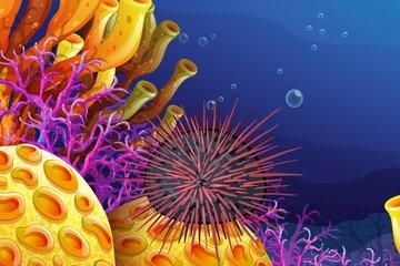 Oursin dans la mer