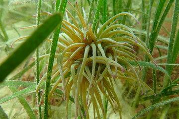 Anémone de mer fixée sur des feuilles de Zostères