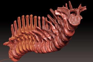 squelette 3D de Rhabdodon