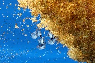 Poissons porc-épic sous un radeau de sargasses Question d’actualité « Sargasses : la grande invasion »