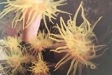 corail vivant