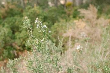 Quel rôle joue la forêt dans le cycle de l’eau ?