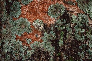Lichen