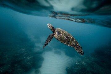 tortue marine.jpg