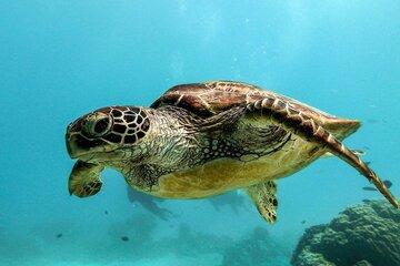 Tortue caouanne Tortue caouanne