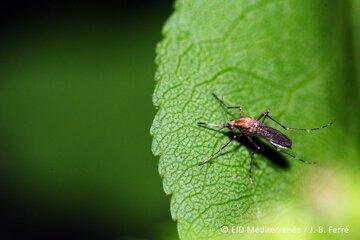 Aedes Caspius Moustique des marais