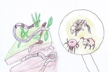 Dessin_biodiv