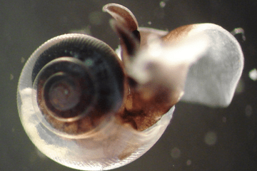 Limacina_helicina