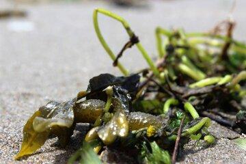 Algue sur une plage