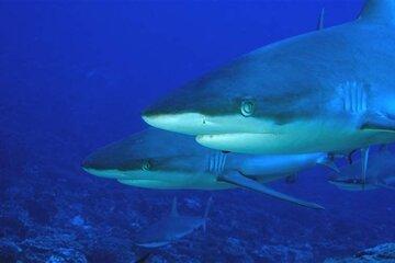 Attention ! un requin ! 13 espèces de requin identifiées par les analyses d'ADN en nouvelle Calédonie !