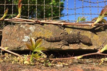 Gecko