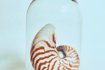Coquille de nautile sous une cloche de verre