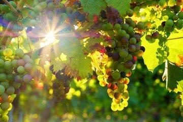 Maturation de grappes de raisin
