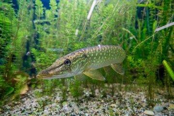La faune du Marais Audomarois