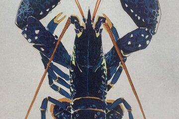 Homard bleu vu d'en haut dessiné par Mathurin MÉHEUT