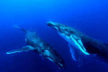 Baleines