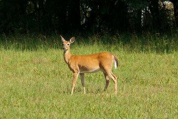 biche-faune-corrèze-exposition-aubusson