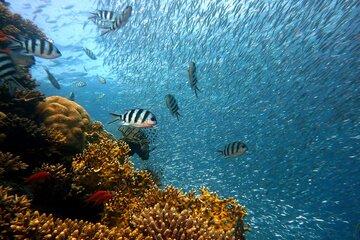 Biodiversité marine