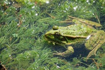 Grenouille dans une mare