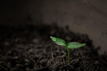 Une plante
