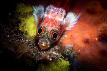 Photo de poisson gobie du corail fouet
