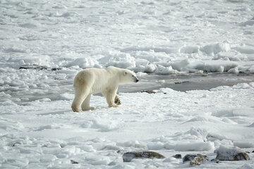Ours polaire Ours polaire