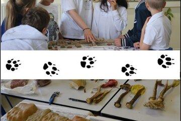 traces des animaux