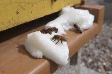 Environnement - Des abeilles à la production de miel