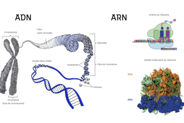 L'ADN des chromosomes et l'ARN des usines de fabrication des protéines L'ADN et l'ARN donnent corps à des molécules de structure différentes qui remplissent des fonctions complémentaires dans les cellules vivantes