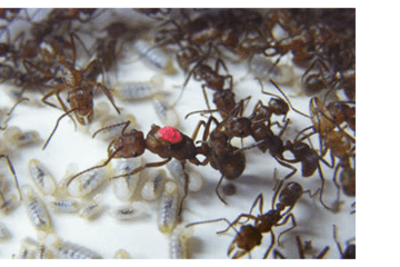 Reine de l’espèce Ectatomma tuberculatum (marquée d’un point rouge) avec des ouvrières autour d’elle.